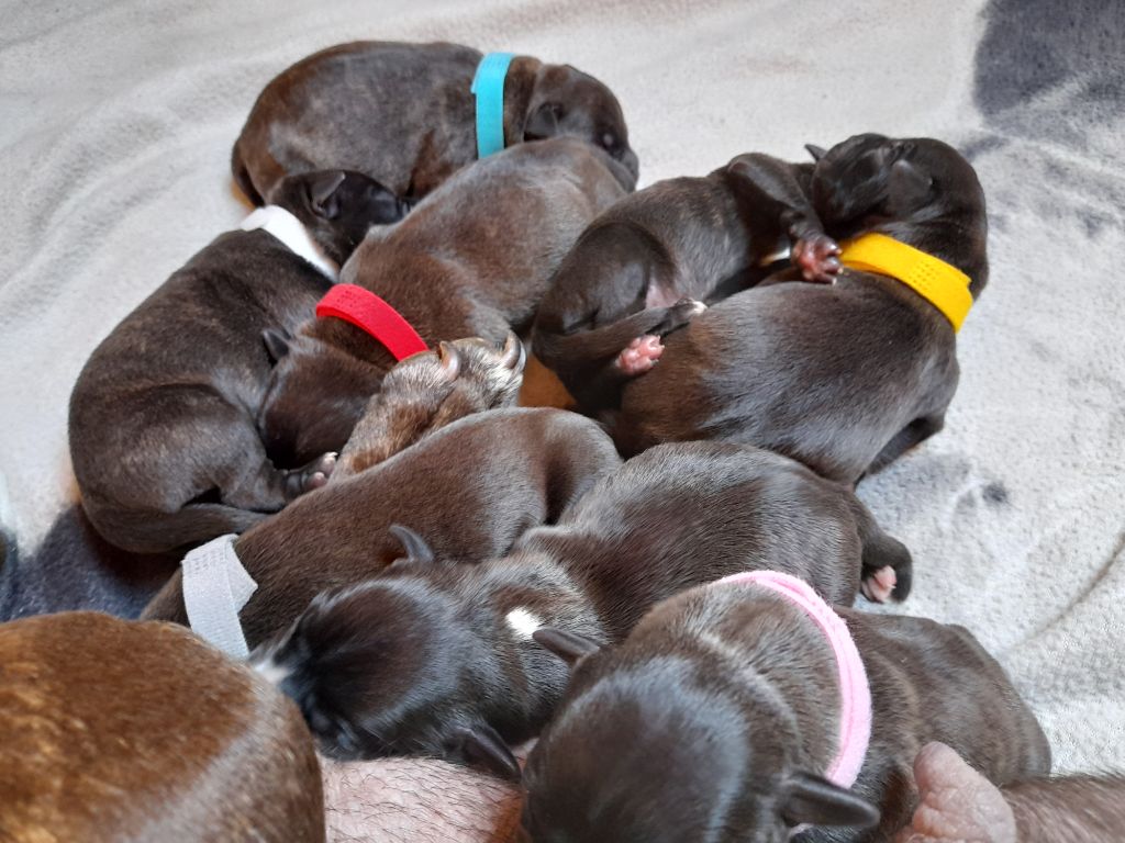 naissance de 8 merveilleux bébés staffy